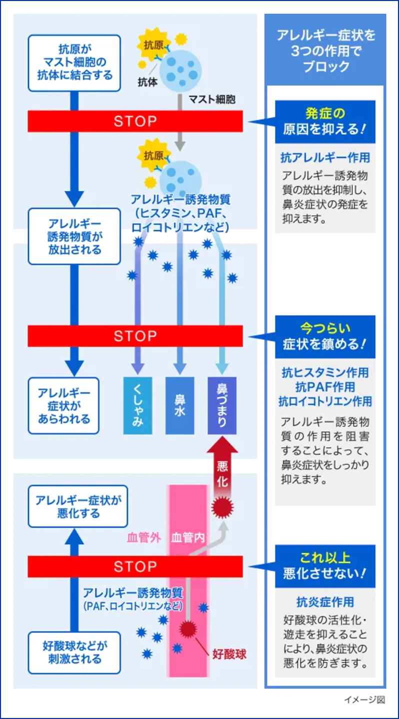 アレルギー症状を3つの作用でブロック