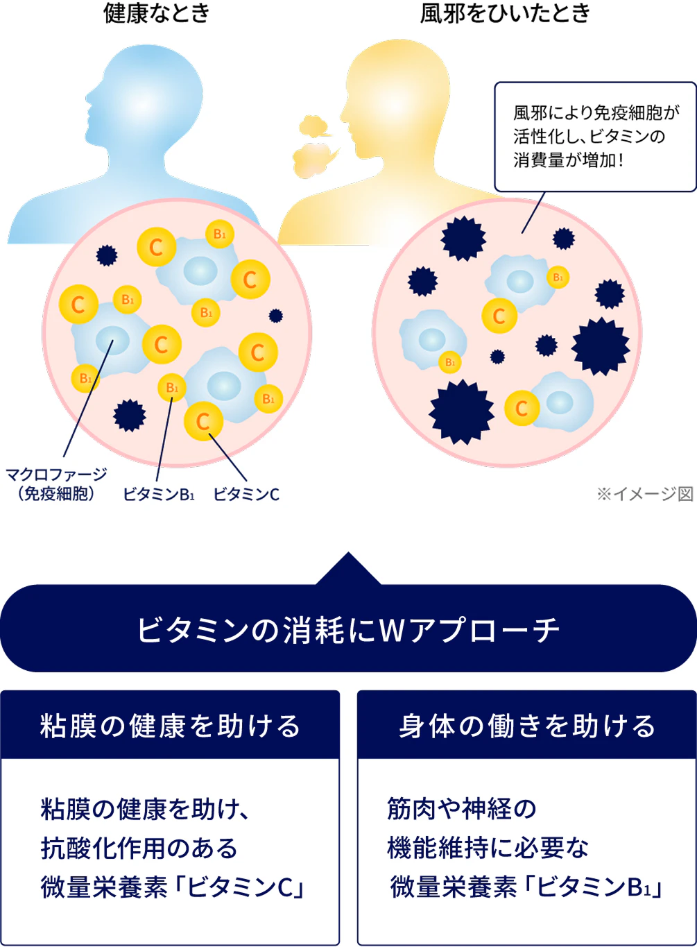 健康な時：マクロファージ（免疫細胞）、ビタミンB1、ビタミンCは正常。 かぜをひいたとき：風邪により免疫細胞が活性化し、ビタミンの消費量が増加! ビタフォースがビタミンの消耗にWアプローチ 粘膜の健康を助ける：粘膜の健康を助け、抗酸化作用のある微量栄養素「ビタミンC」 身体の働きを助ける：筋肉や神経の機能維持に必要な微量栄養素「ビタミンB1」