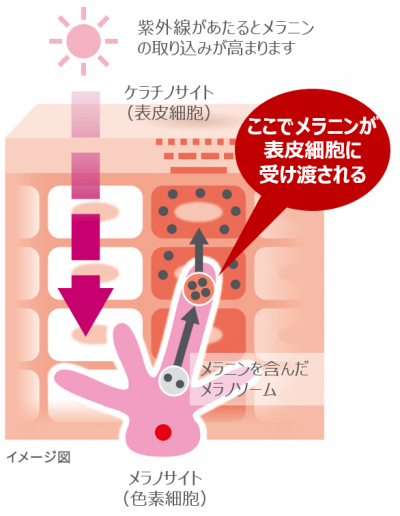 「シミができるメカニズム」のイメージ図