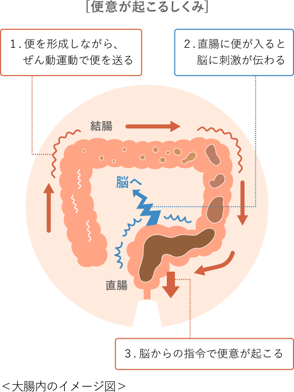 [便意が起こるしくみ] イメージ図