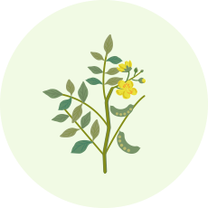 センノサイドカルシウム(生薬センナ由来成分)