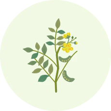 センノサイドカルシウム(生薬センナ由来成分)