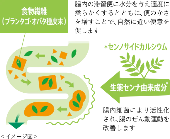 食物繊維と生薬由来成分で、滞留便をお掃除