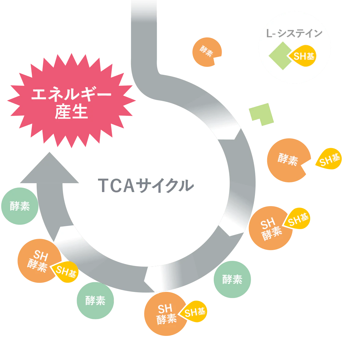 TCAサイクル図