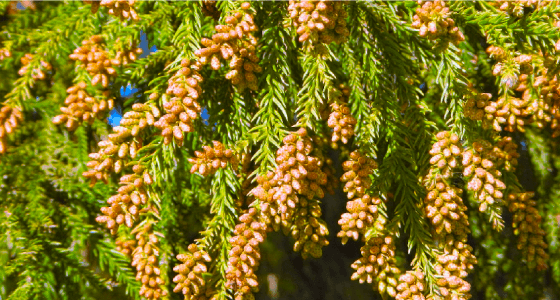 ヒノキ科スギ属(スギ Cryptomeria japonica)