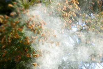 スギ花粉症患者数と通年性アレルギー性鼻炎患者数、どっちが多い？