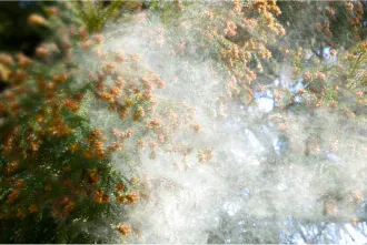 スギ花粉症患者数と通年性アレルギー性鼻炎患者数、どっちが多い？