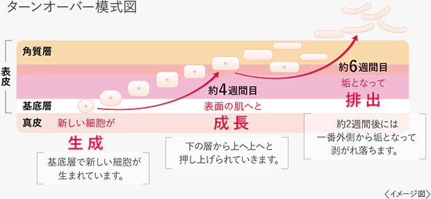ターンオ-バー 模式図