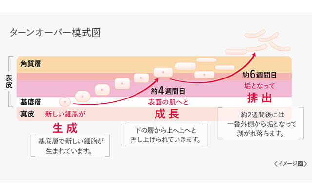 ターンオーバーの模式図