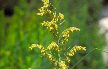 al_hayfever_plant_img06.png