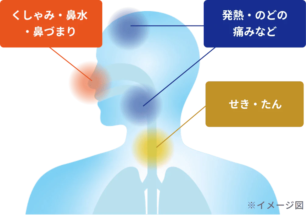 くしゃみ・鼻水・鼻づまり 発熱・のどの痛みなど せき・たん(イメージ図)
