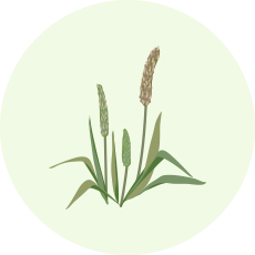 プランタゴ・オバタ種皮末 (食物繊維)