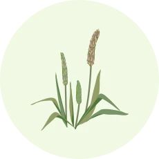 プランタゴ・オバタ種皮末 (食物繊維)