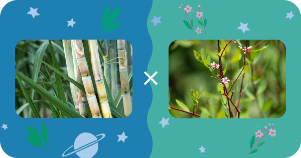 Wの睡眠サポート成分のイメージ