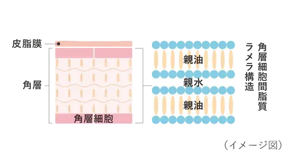 皮脂膜 角層 角層細胞 親油 親水 親油 角層細胞間脂質 ラメラ構造 (イメージ図)