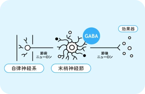 血中から末梢神経節に作用して、 自律神経系に作用するイメージ
