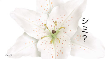 新TV‐CM『花』篇シーン3