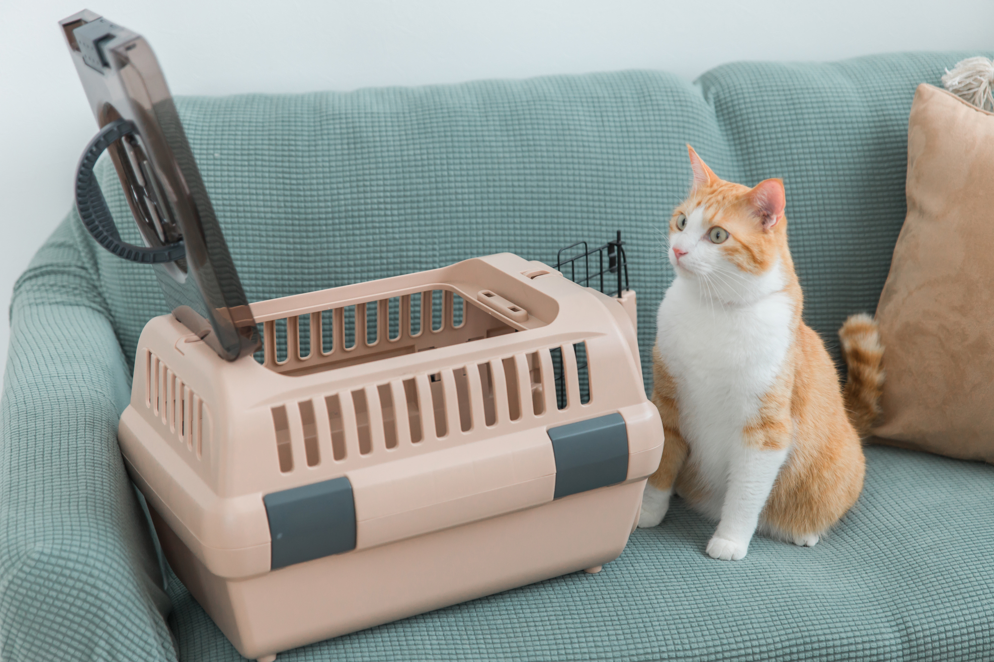 猫をタクシーに乗せる方法・マナー