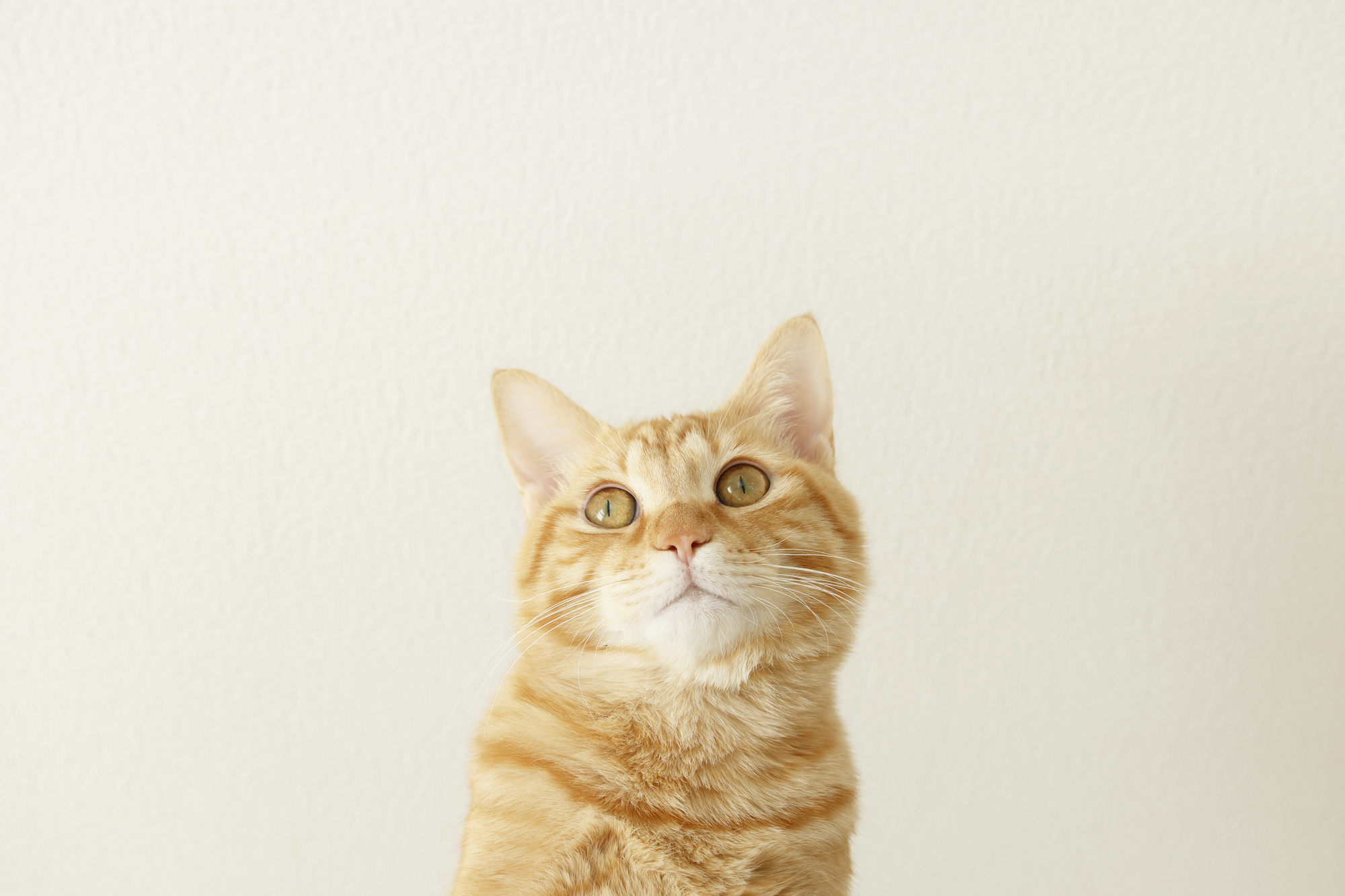 猫をタクシーに乗せることはできる?方法やおすすめサービスを紹介