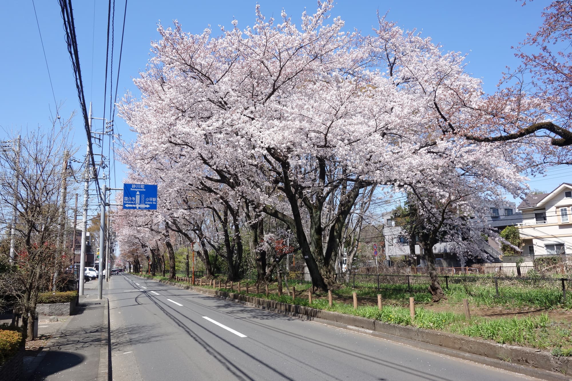 お花見タクシーを利用してみては
