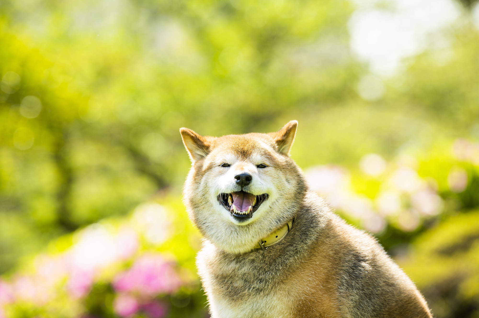 愛犬と車で長距離移動する場合には