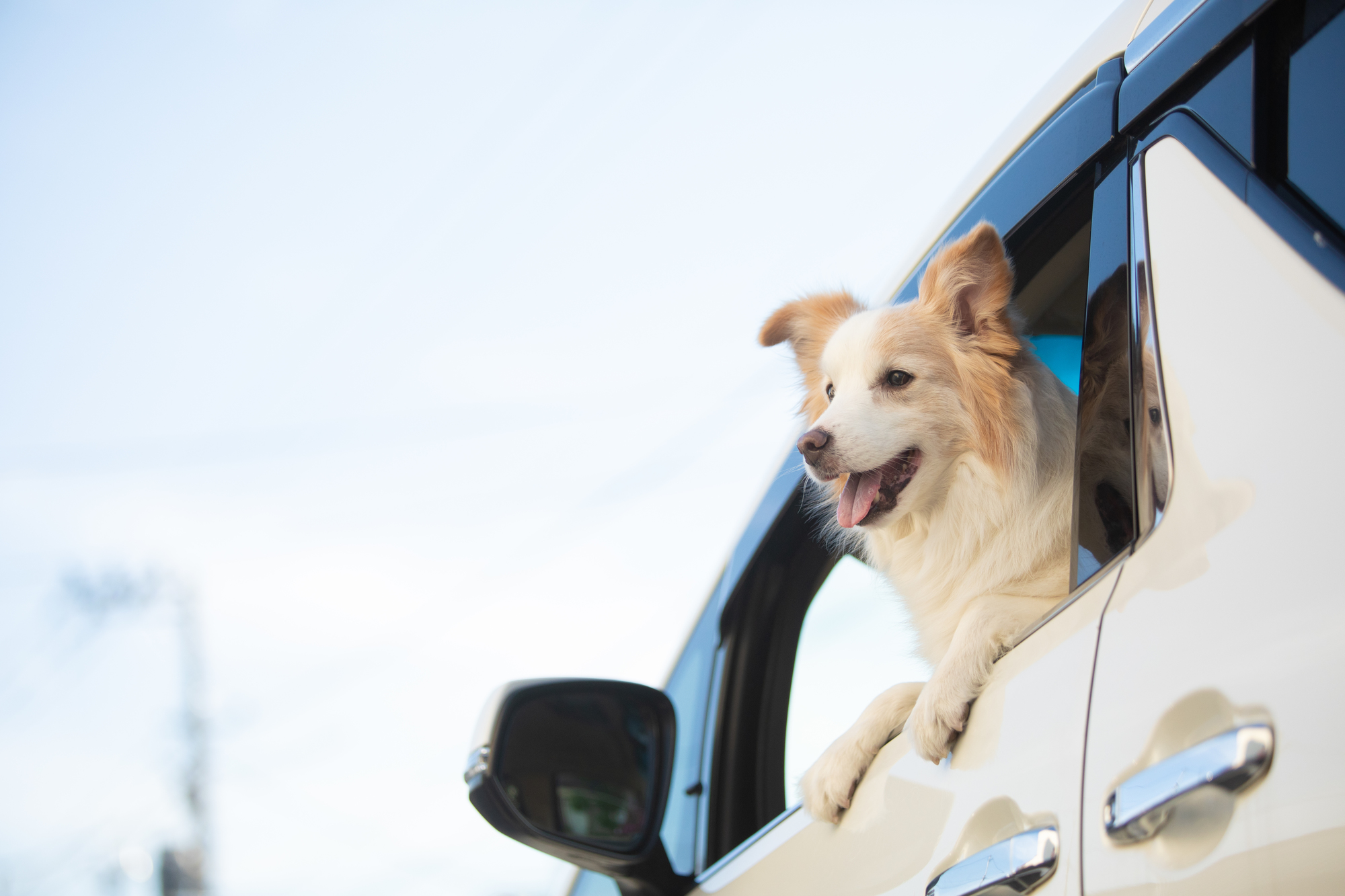 愛犬と車で長距離移動する際の注意点は?ストレスを軽減する方法を紹介