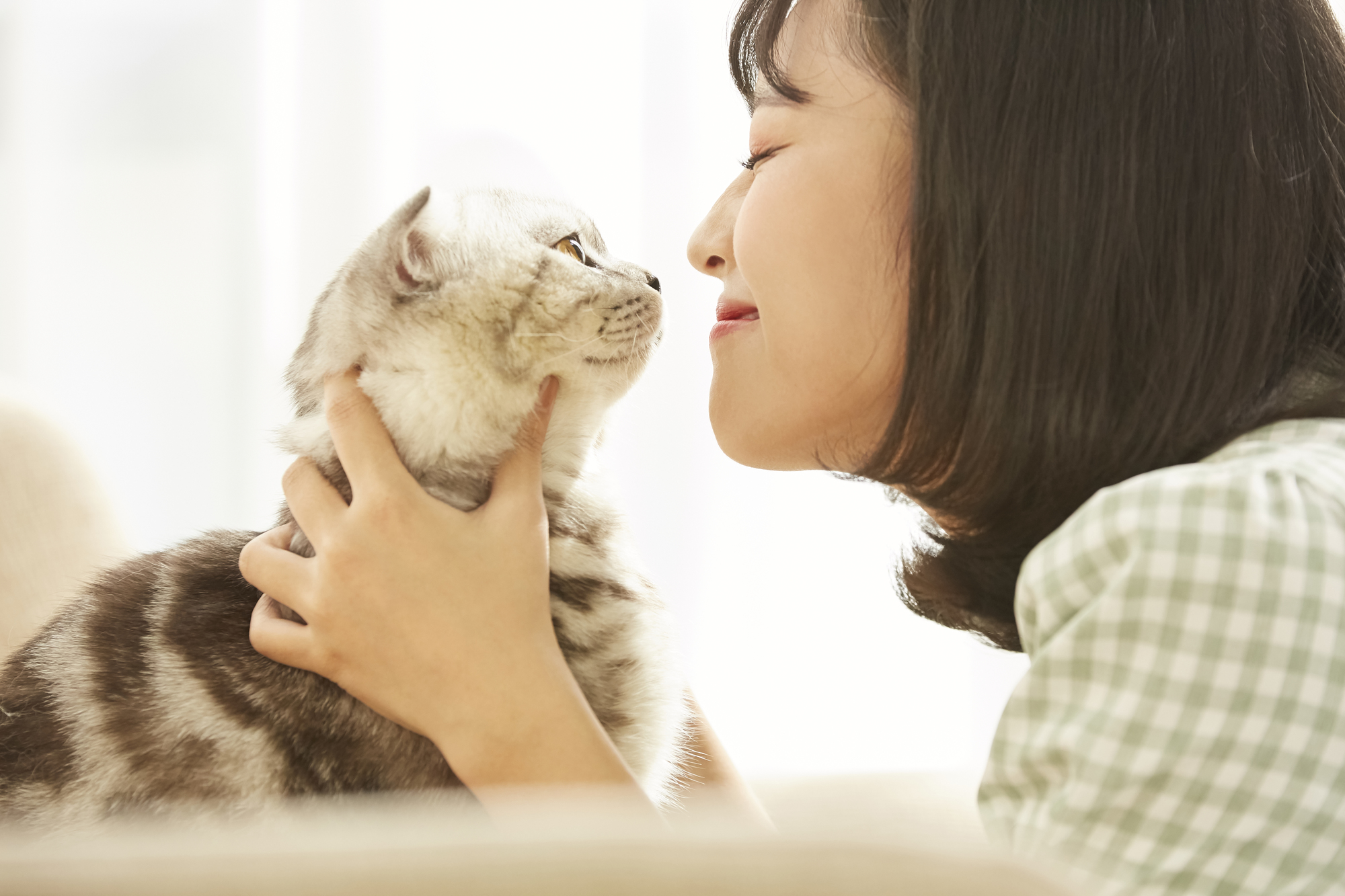 猫をタクシーに乗せるなら