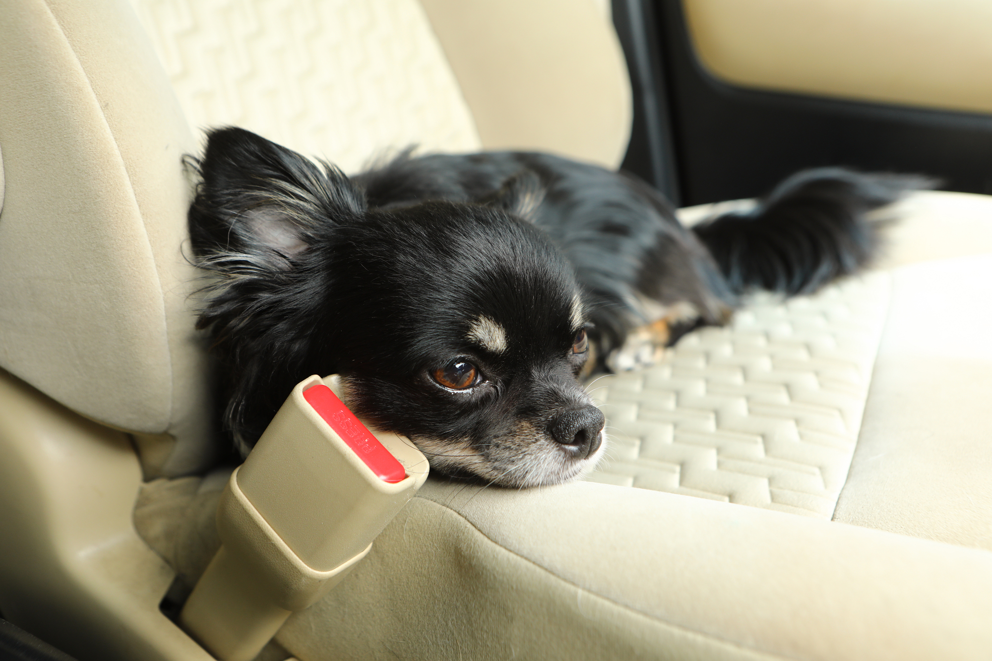 車での長距離移動は犬にストレスがかかる?