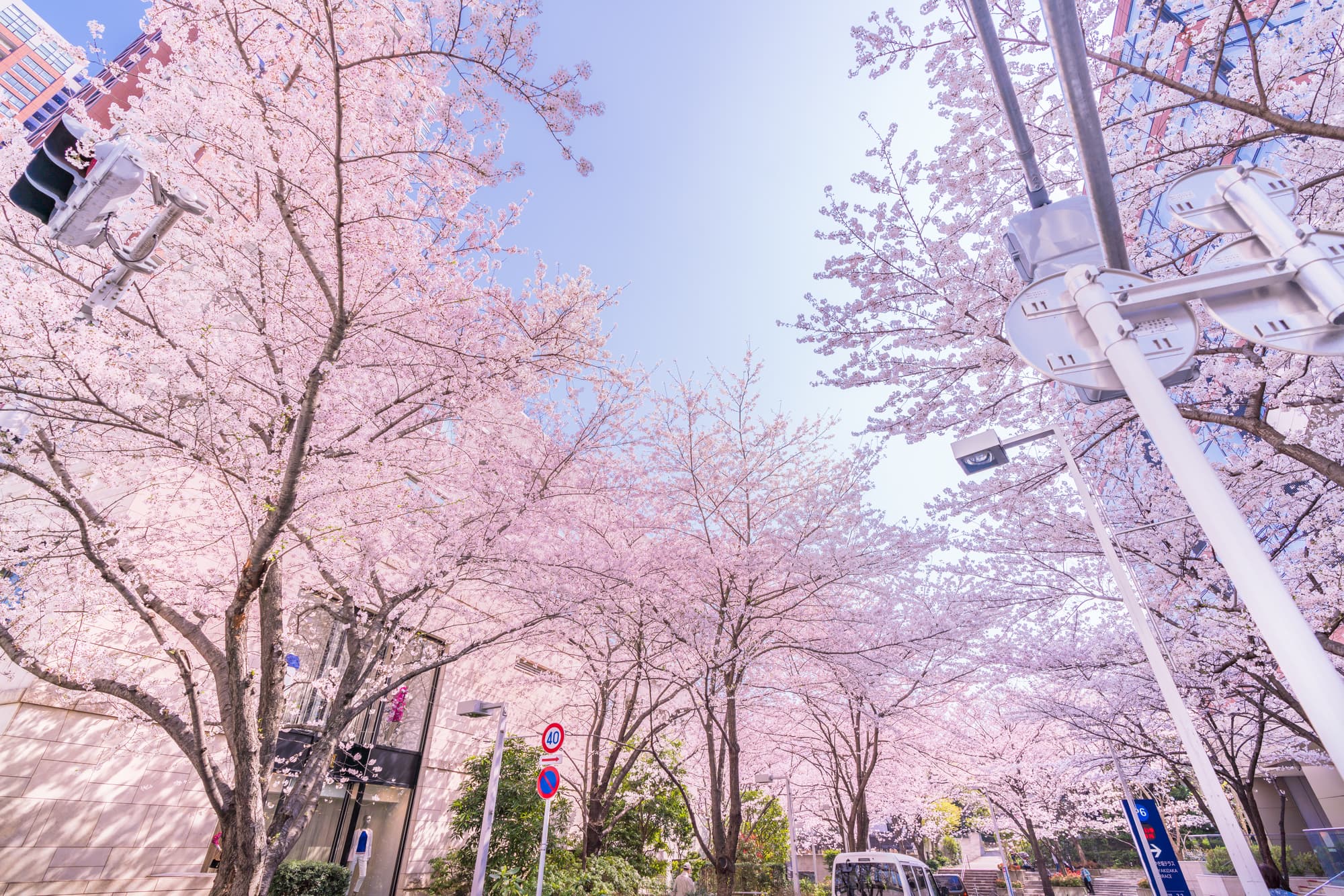 【東京・神奈川・埼玉】お花見タクシーの各コースの特徴・見どころを紹介