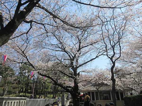 花見@飛鳥山公園の写真