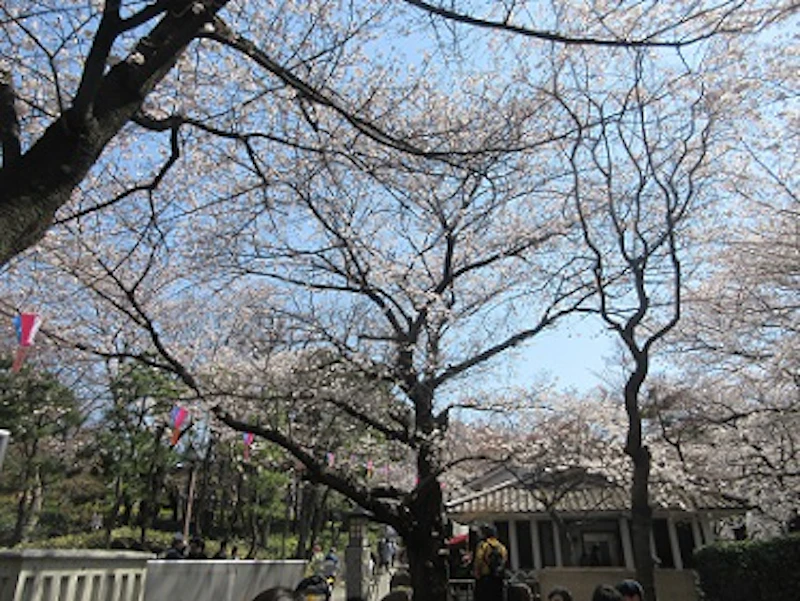 花見＠飛鳥山公園の写真