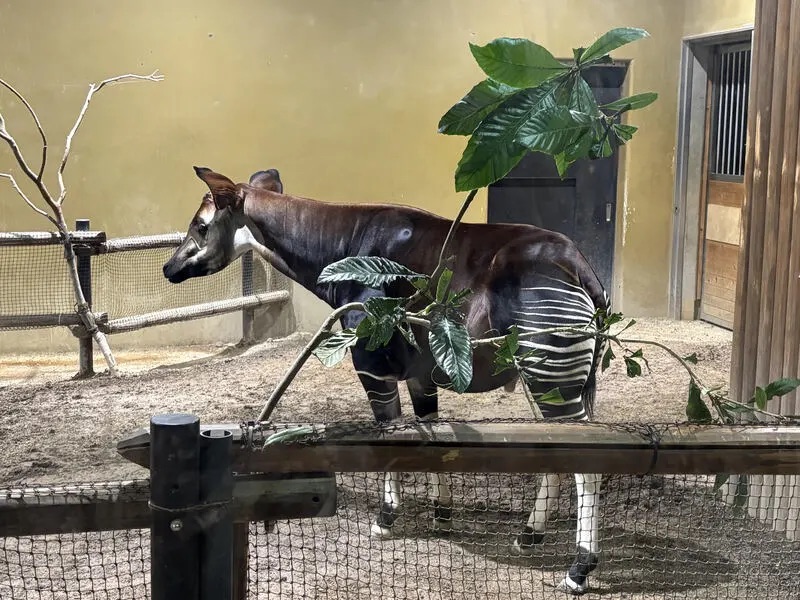 ナイトズーラシアで夜さんぽ～オカピと夜の動物たち～のアイキャッチ画像