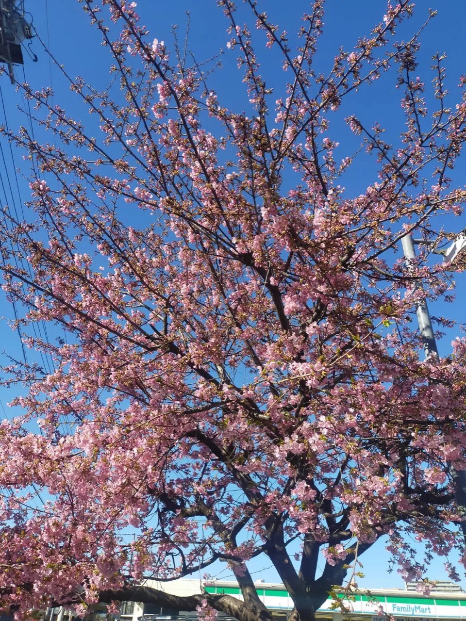 河津桜が美しく咲いていましたのアイキャッチ画像