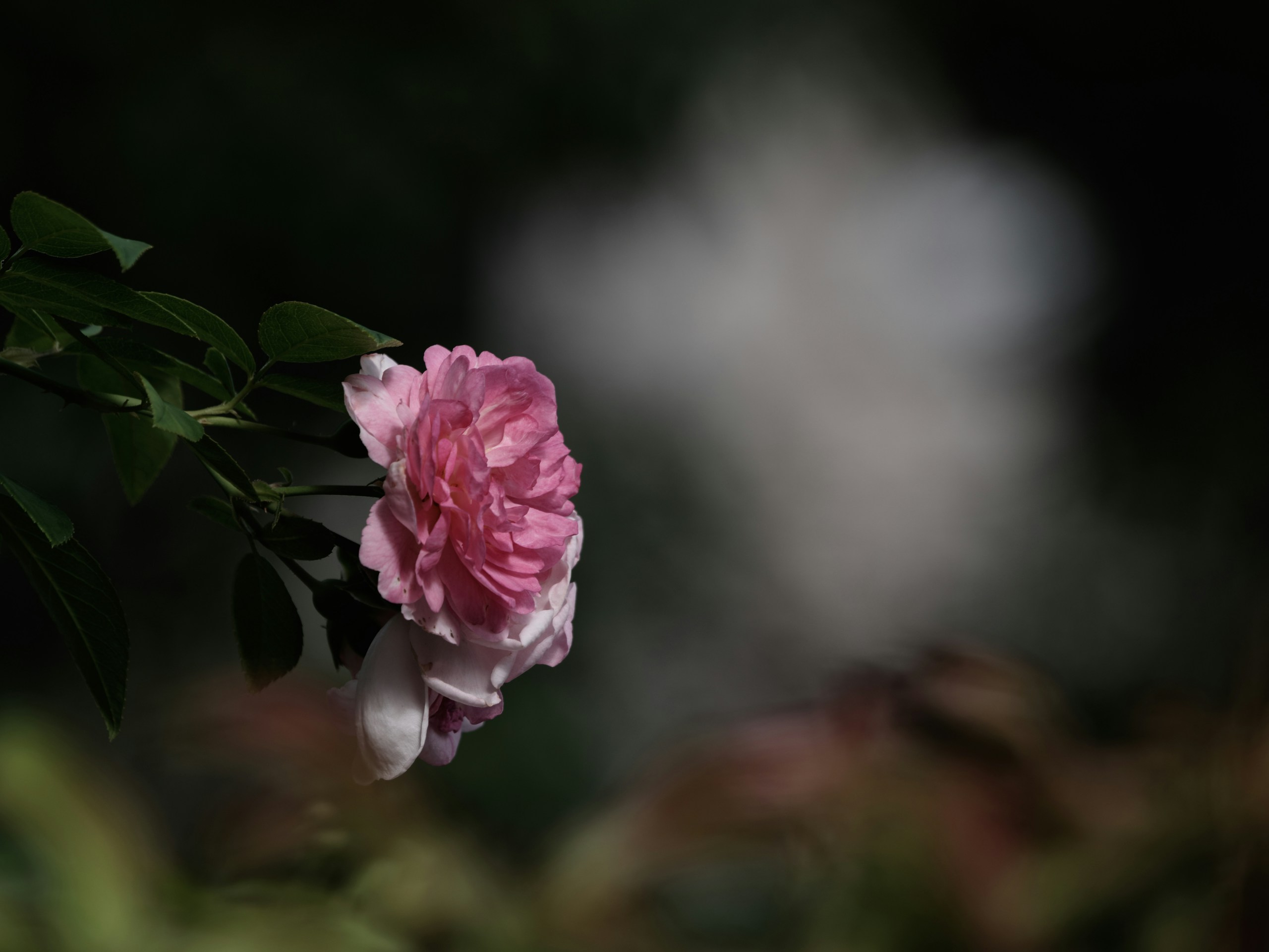 2024-08-what-is-depth-of-field-image-13