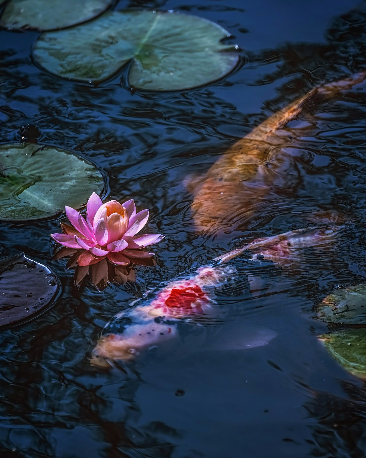 Image by sukko