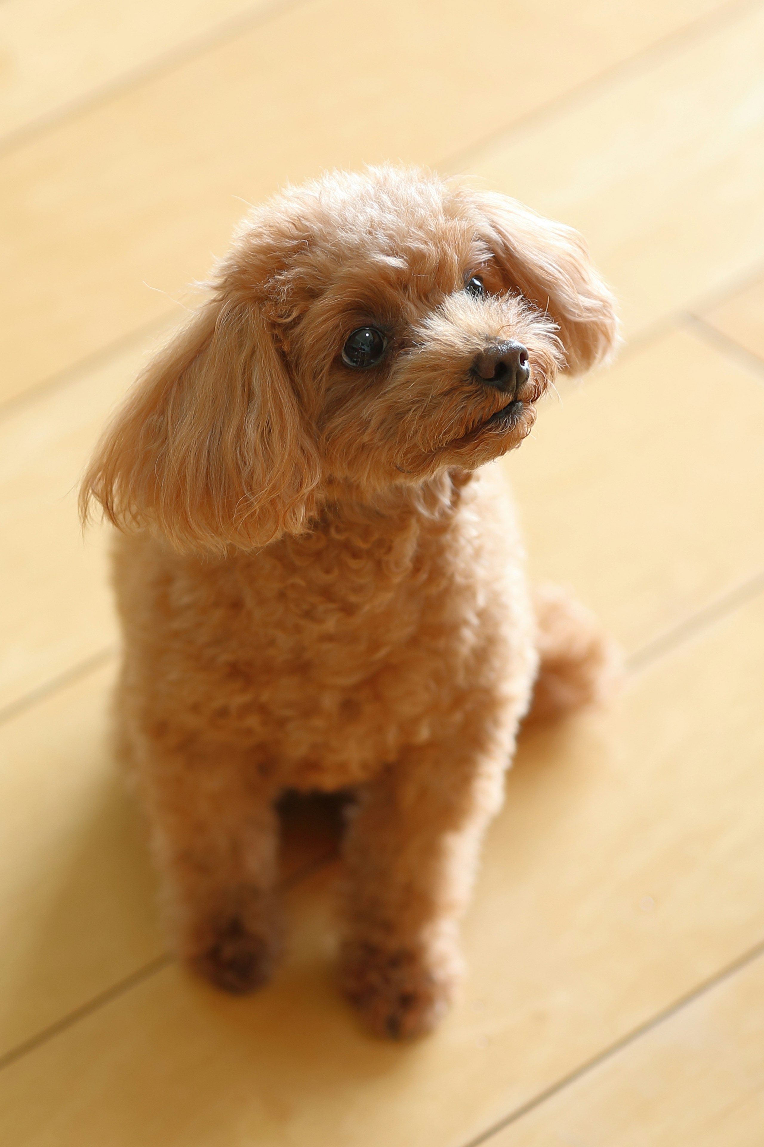 Tips for Photographing Your Beloved Pets | Knowledge #117