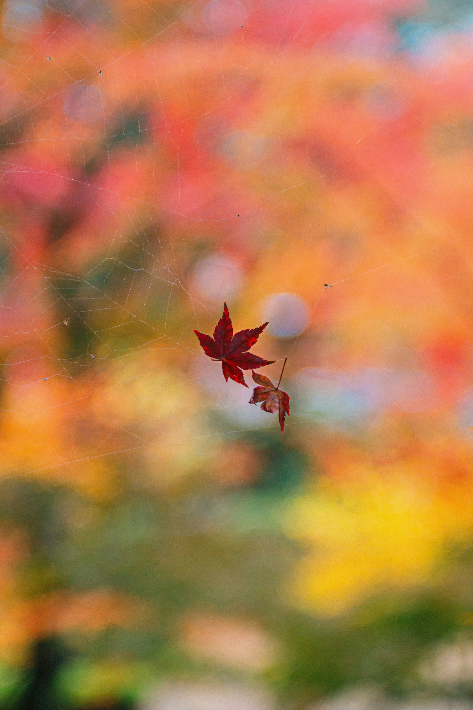 2025-11-pick-up-photos-no-249-253-image-11