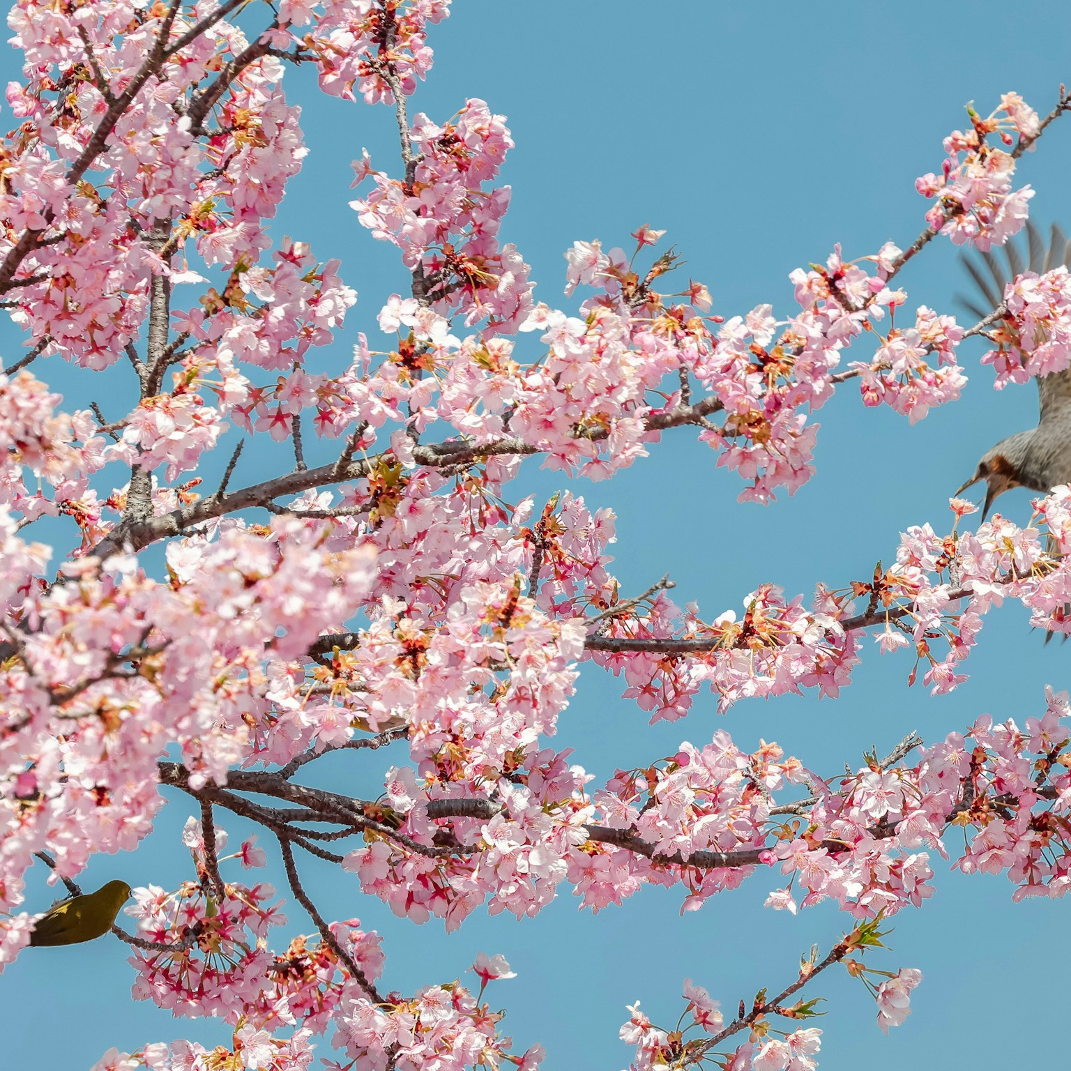 2025-04-spring-cover-image