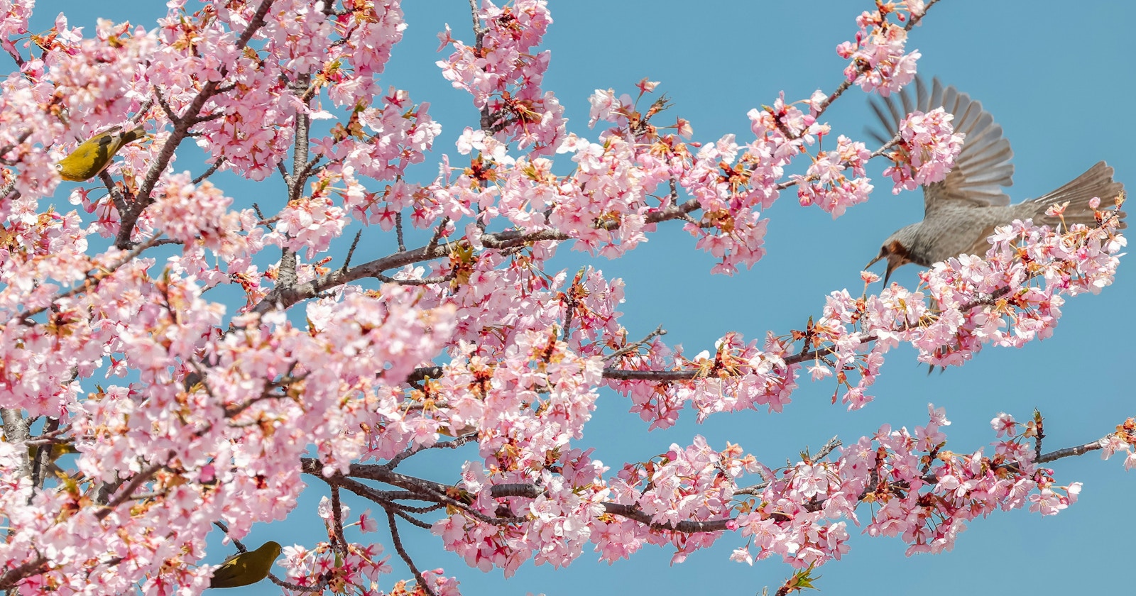 #spring | 拍攝的好時光春天拍什麼 | Focus #432
