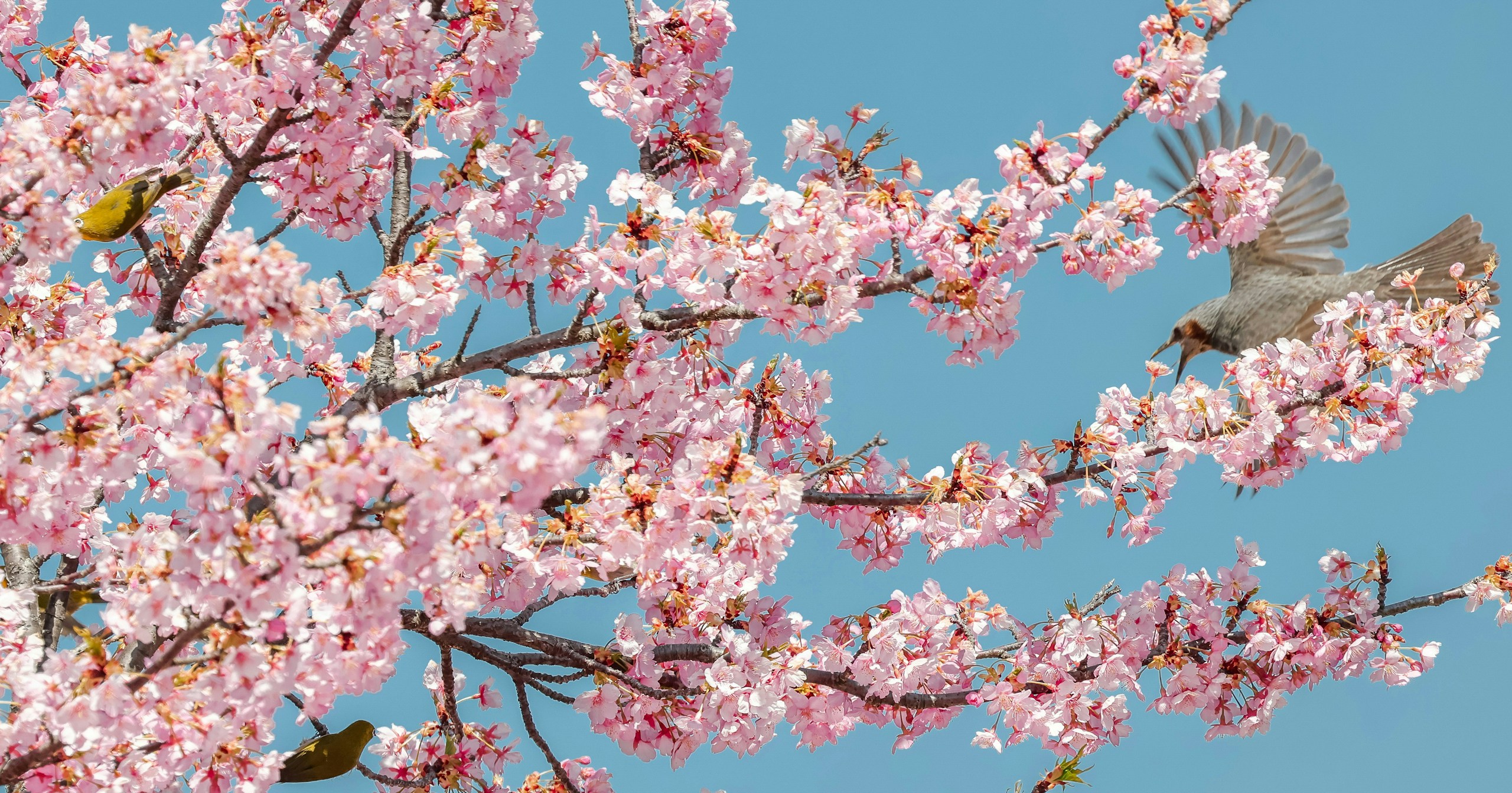 #spring | 拍攝的好時光春天拍什麼 | Focus #432