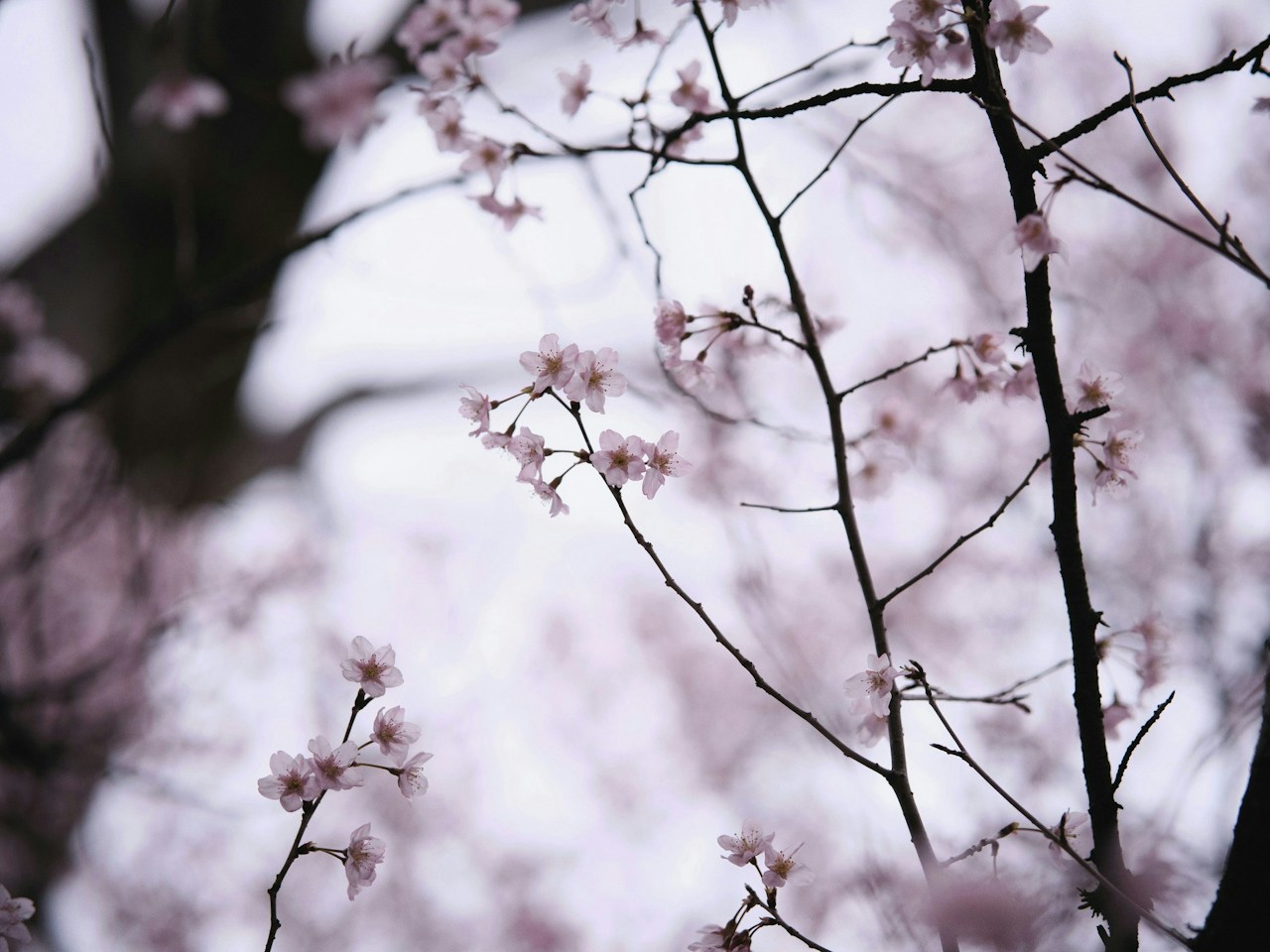 Photo by 田中ハル
