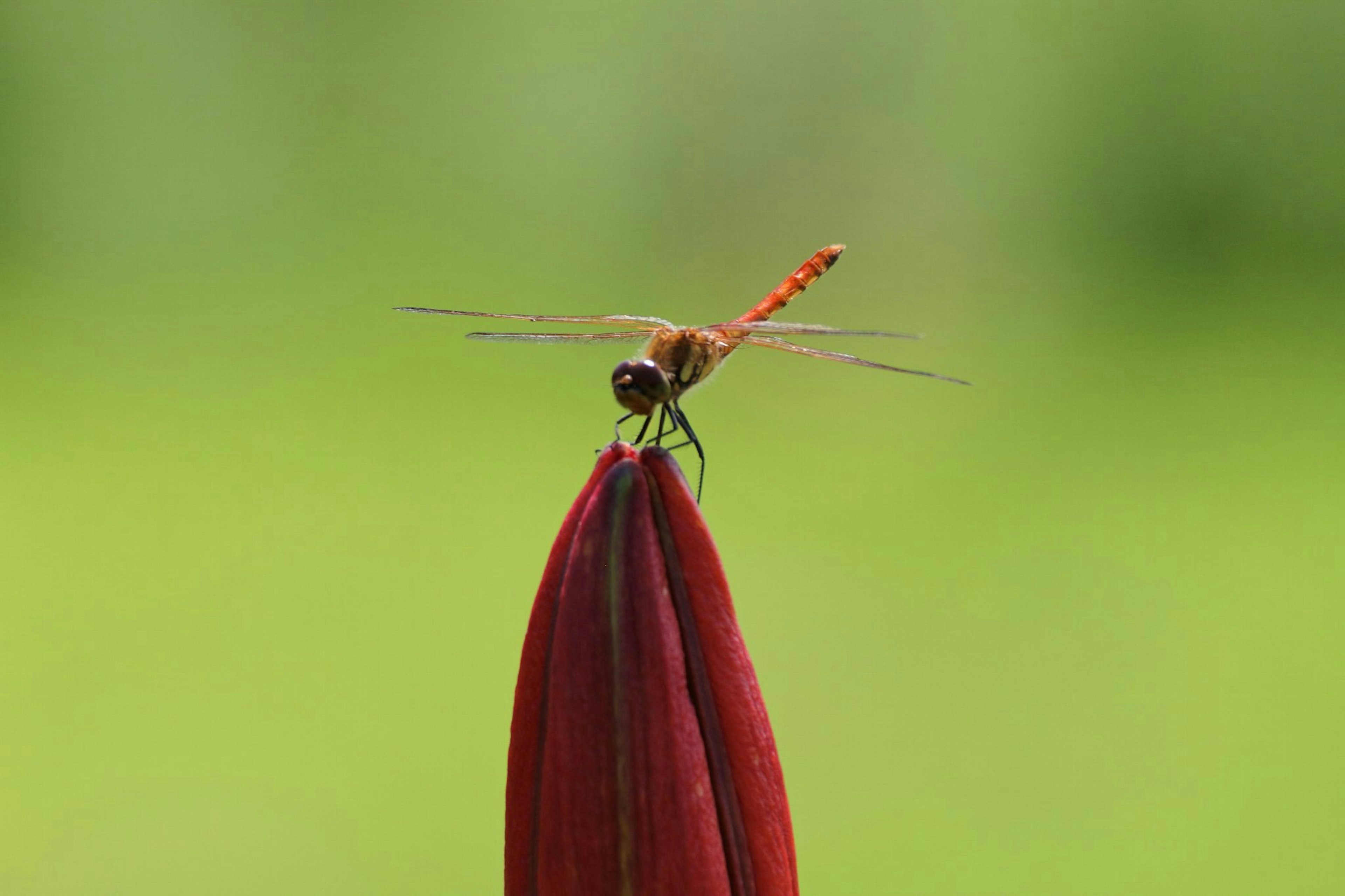 2024-11-focus-stacking-image-2