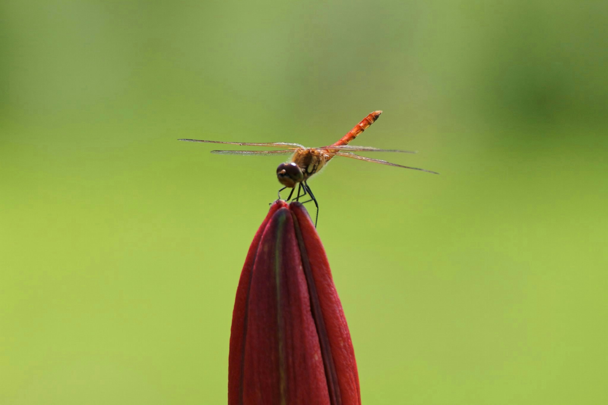 2024-11-focus-stacking-image-2