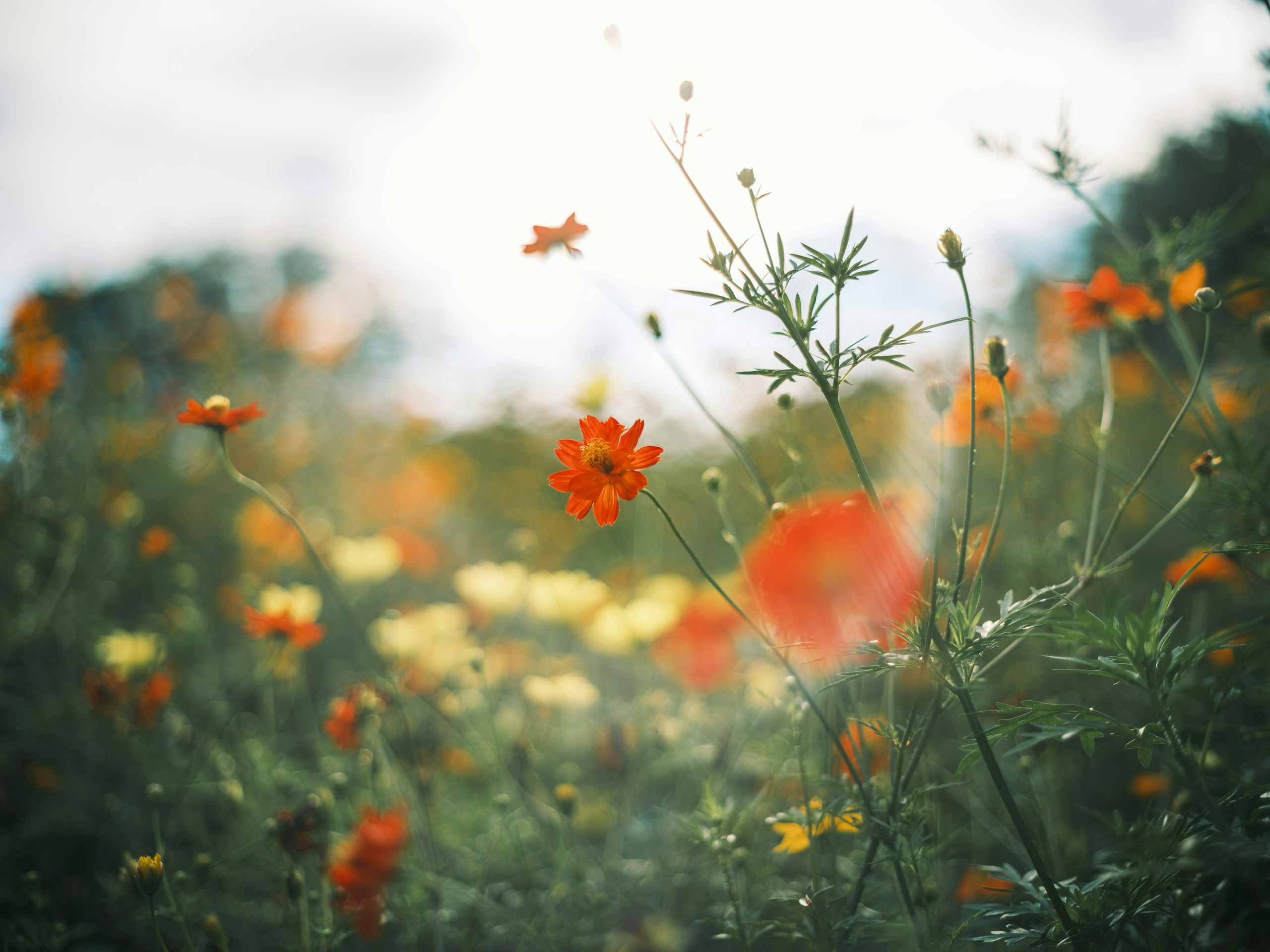 2026-03-selective-focus-floral-photography-image-5