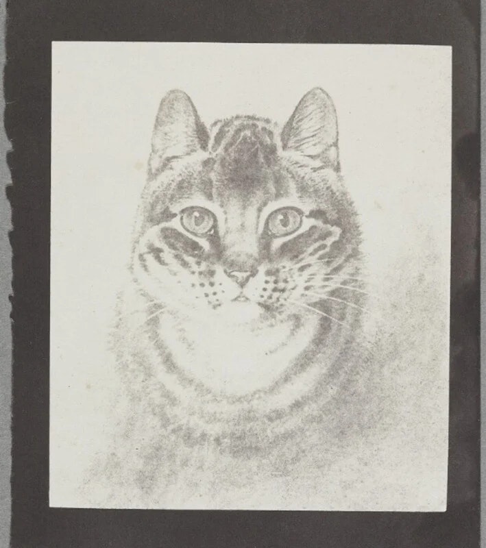 2024-03-photorgraphys-pioneer-pets-image-4