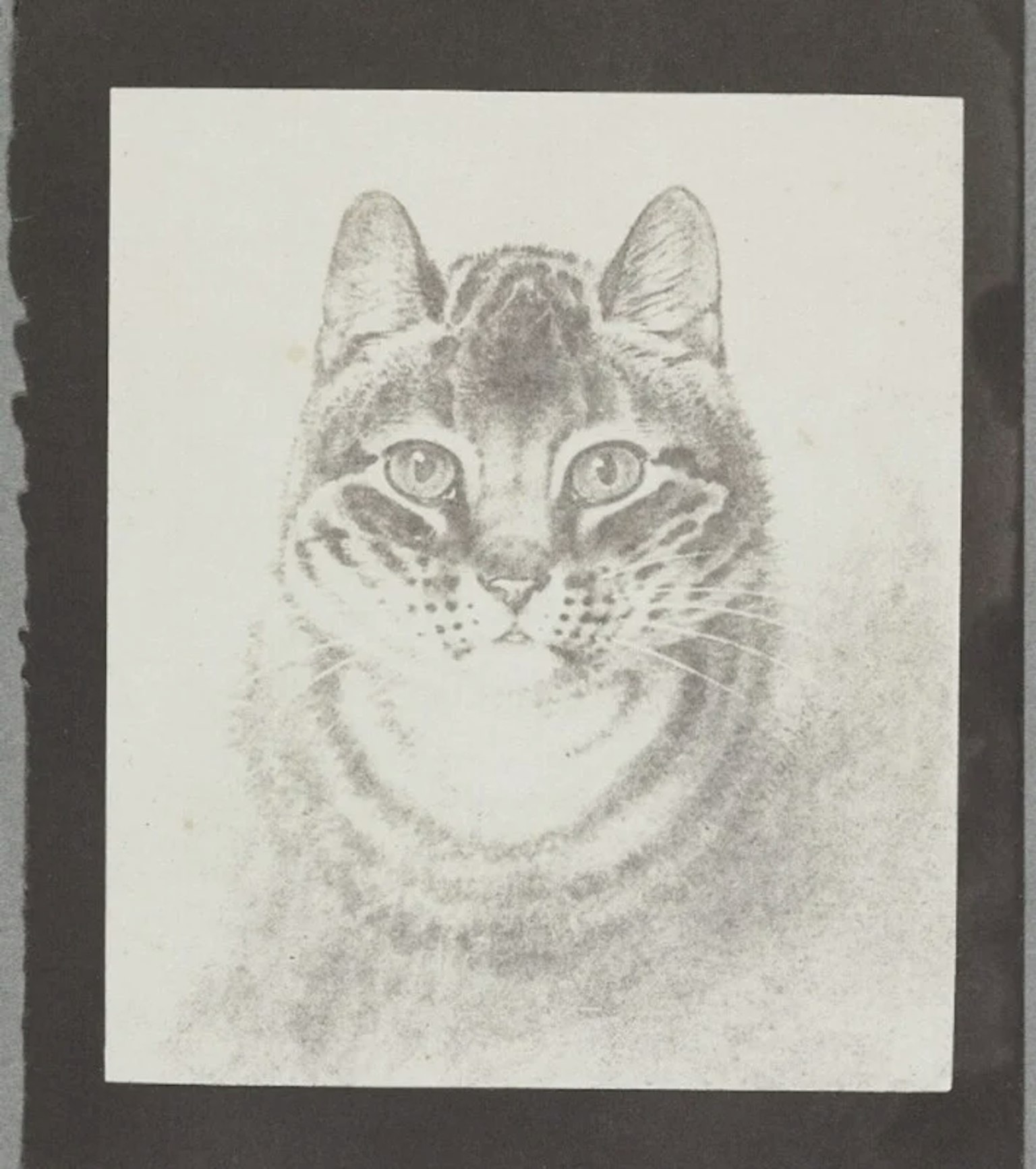 2024-03-photorgraphys-pioneer-pets-image-4