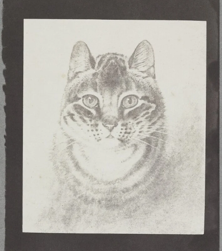 2024-03-photorgraphys-pioneer-pets-image-4