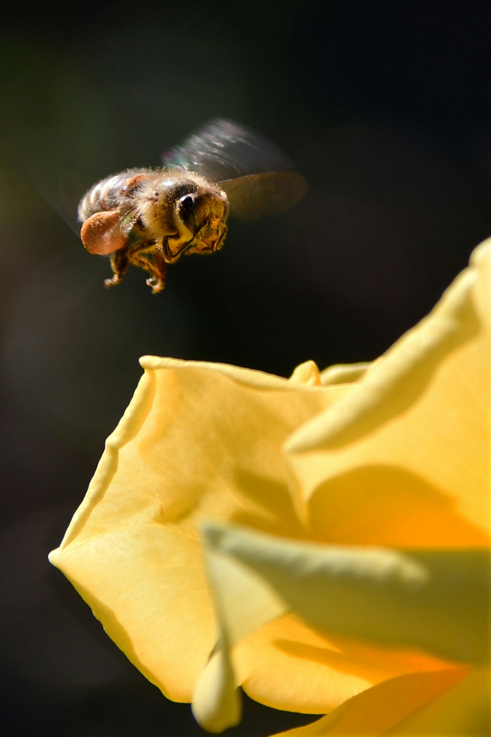 2026-01-tiny-world-adventure-with-insect-image-4