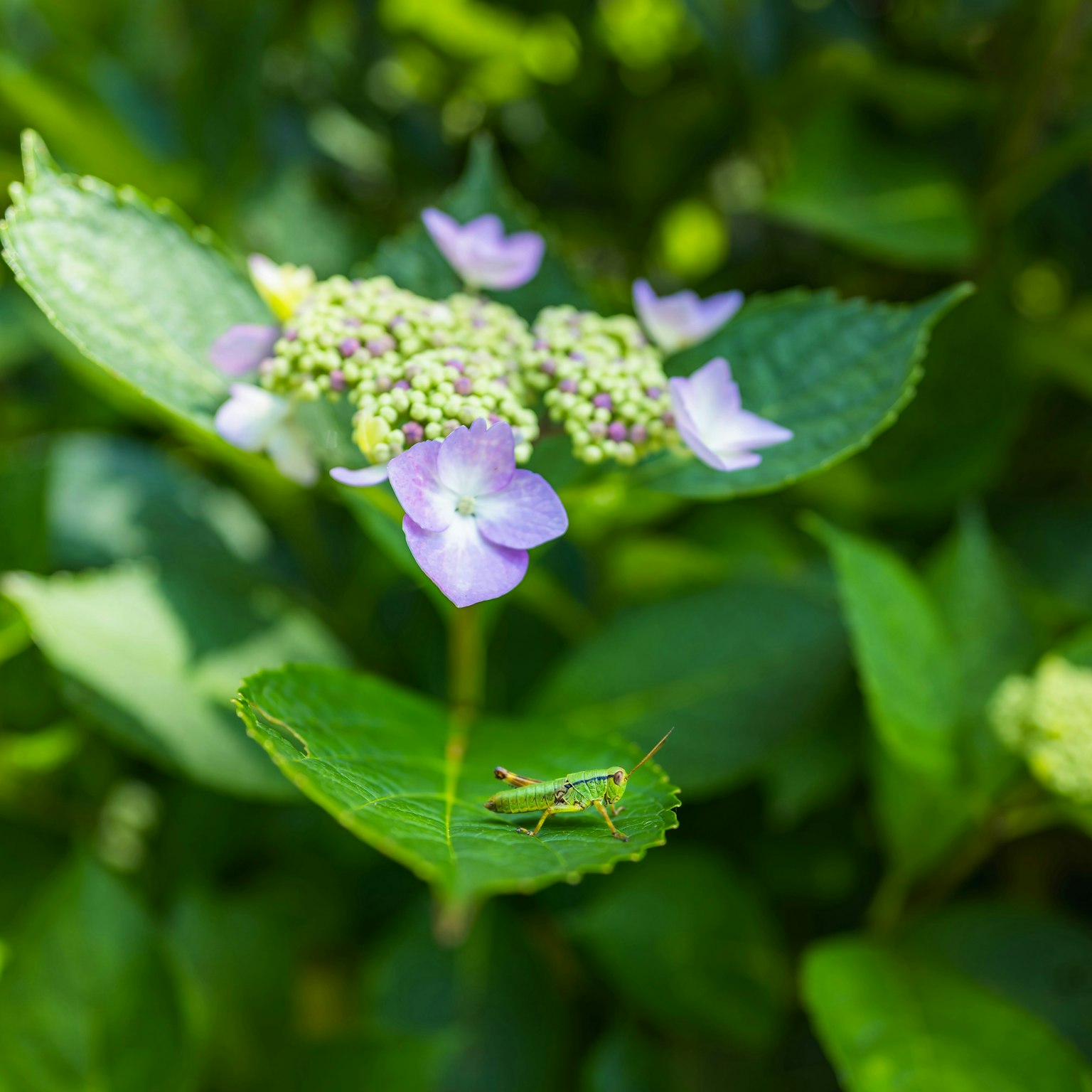 2025-08-nature-image-7