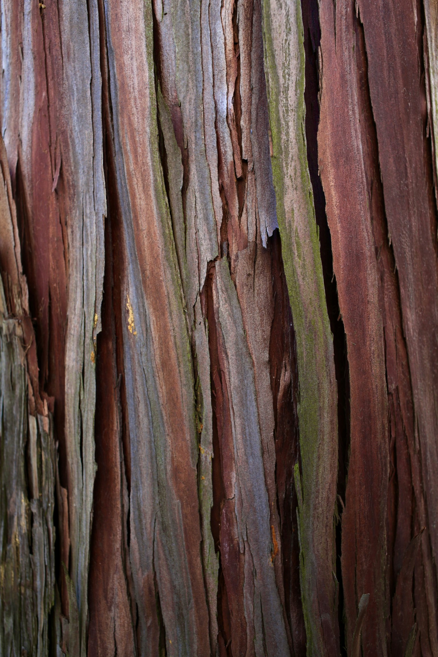 2024-05-texture-photography-image-26